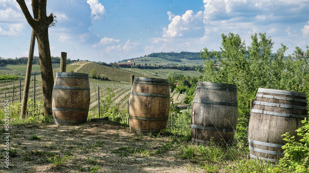 wooden wine barrels among the vineyards in the Piedmontese Langhe near Alba, in the spring of 2022 wooden wine barrels among the vineyards in the Piedmontese Langhe near Alba, in the spring of 2022