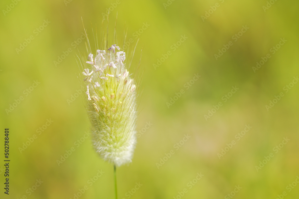 Harestail Grass (Lagurus ovatus) Harestail Grass (Lagurus ovatus)