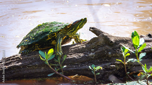 Red-eared Slider on a water-soaked log! © Lawrence