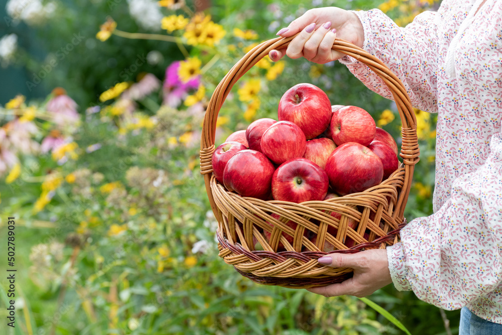 Woman holding a wicker basket with red apples Woman holding a wicker basket with red apples
