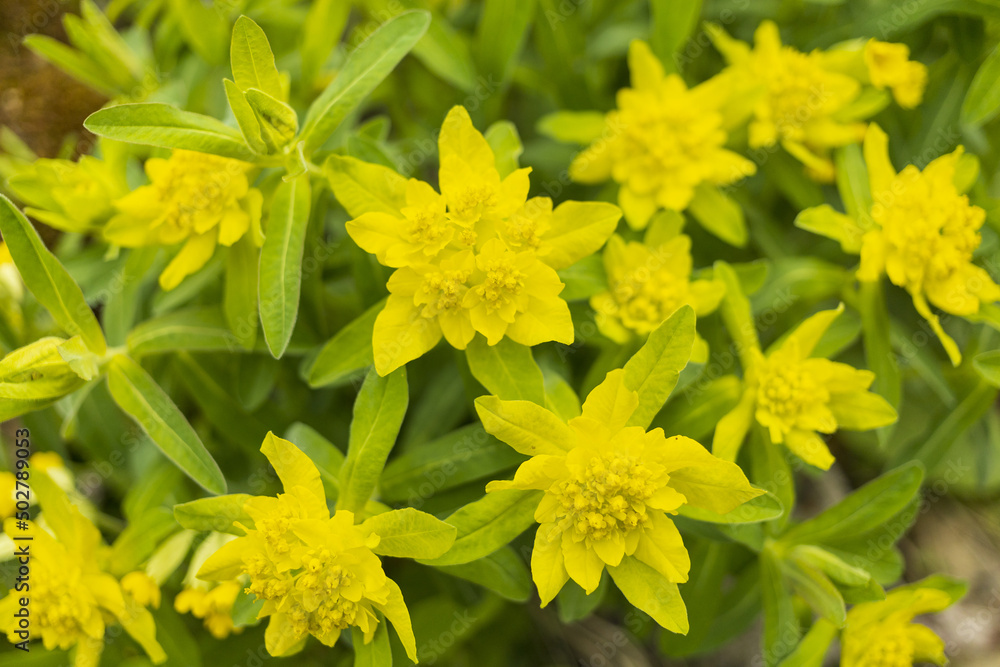 Flowering green plants with yellow flowers background Flowering green plants with yellow flowers background