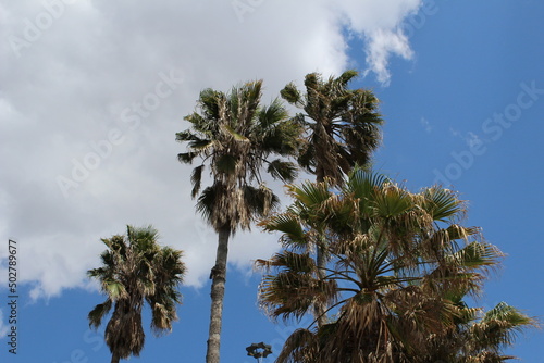 Palm trees and the sky