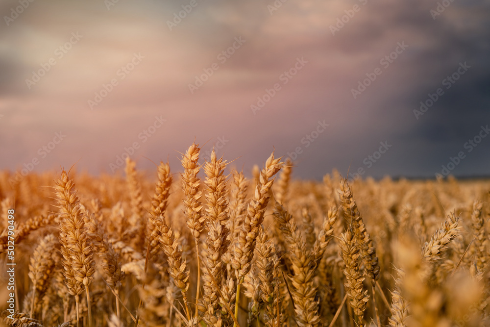 A big field of wheat and sky at sunset, usual rural England landscape in Yorkshire. A big field of wheat and sky at sunset, usual rural England landscape in Yorkshire.