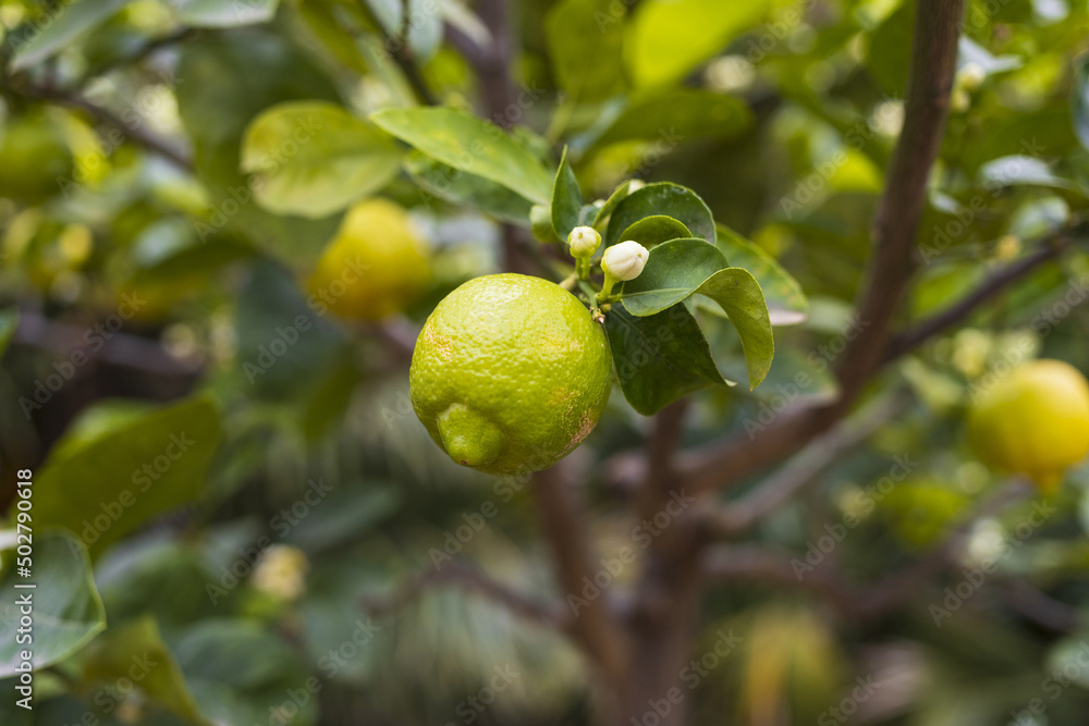 Lemon branch with green fruits, leaves, and white blossom, close up citrus fruit tree on green brown blurry background