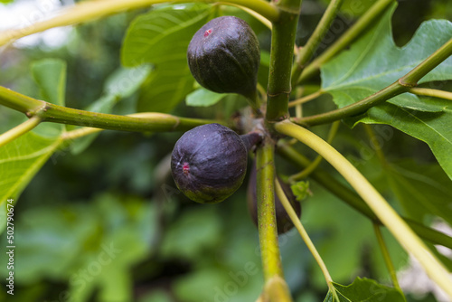 Fig branch with violet fruits and green leaves, close up fruit tree on green blurry background