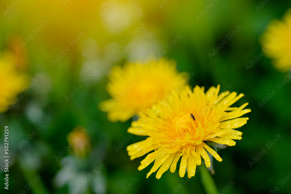 yellow dandelions in the green grass on spring day yellow dandelions in the green grass on spring day