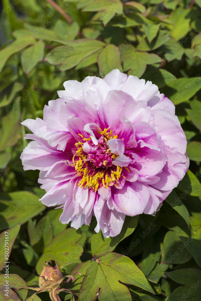 Pink peony flower with yellow heart on greenery background top view Pink peony flower with yellow heart on greenery background top view