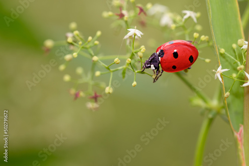 Ladybug crawling on the grass © Evgeniya