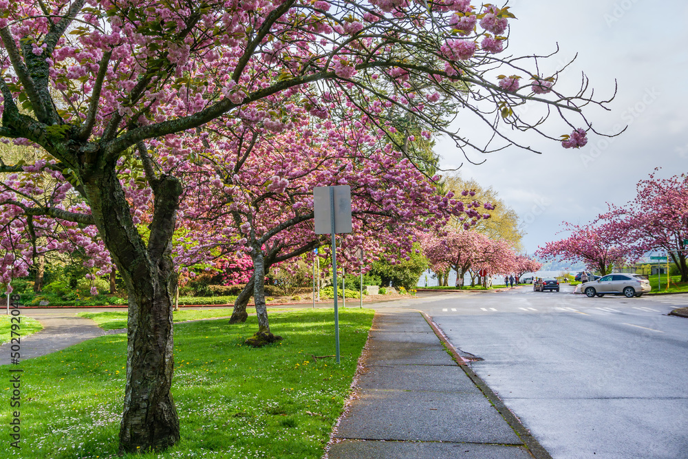 Park Roadside Blossoms 9