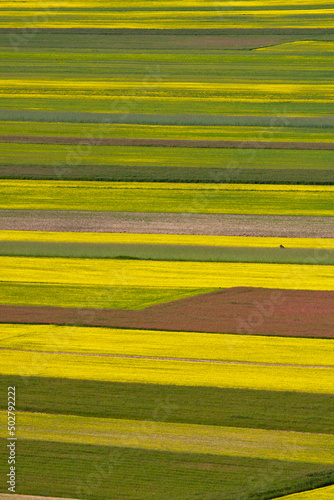 castelluccio di norcia, fioritua