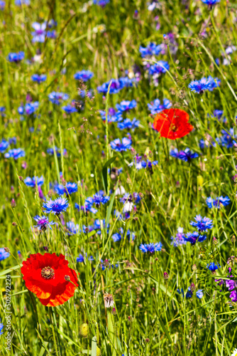 castelluccio di norcia, fioritua © anghifoto