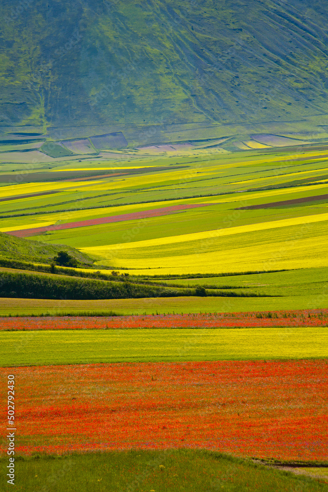 Fototapeta premium Castelluccio di Norcia, fioritua