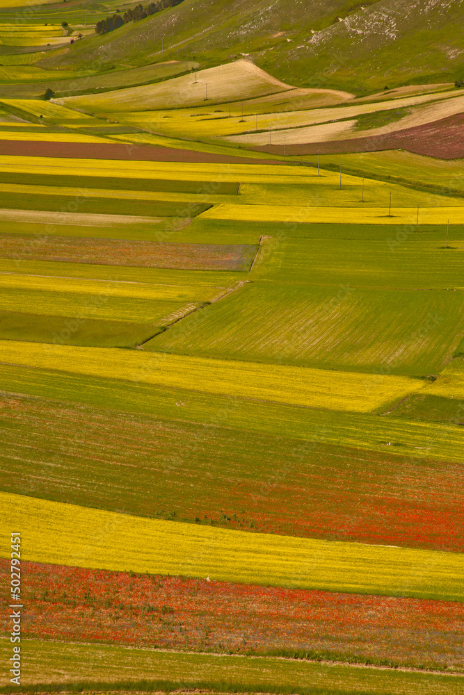 Fototapeta premium Castelluccio di Norcia, fioritua