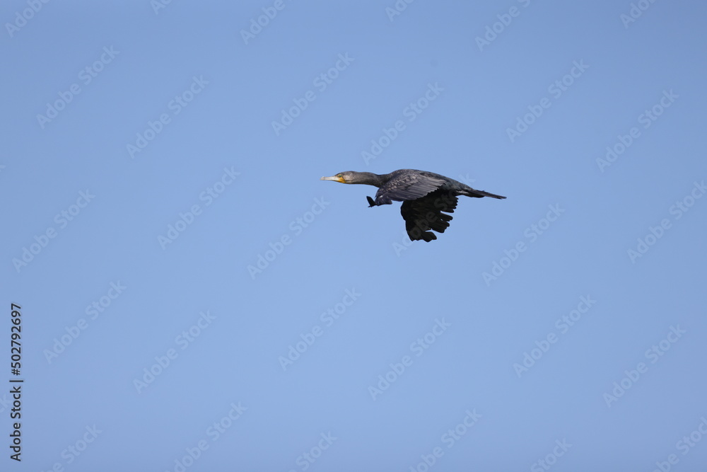 Fototapeta premium blue heron flying in the sky
