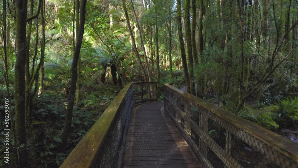 Visiting Tasmania nature trail in wildlife reserve national park. Hike in forest Visiting Tasmania nature trail in wildlife reserve national park. Hike in forest