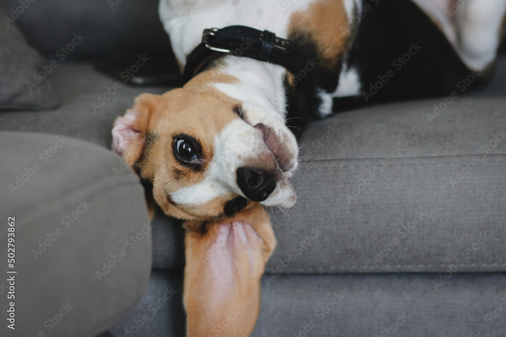 Cute beagle puppy sleeping at home on the sofa. Cute dog portrait, sellective focus, blurred background