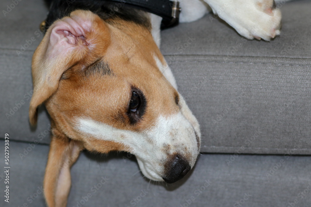 Cute beagle puppy sleeping at home on the sofa. Cute dog portrait, sellective focus, blurred background