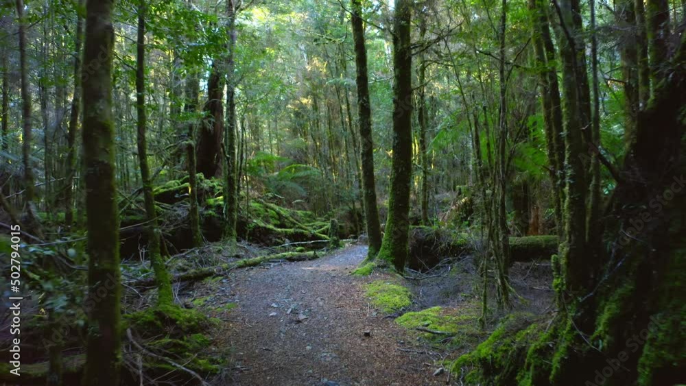 Australia wild forest trekking walk path through woodland of Tasmania Australia wild forest trekking walk path through woodland of Tasmania