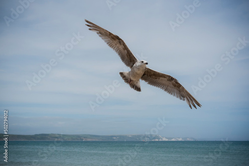 Seagull flies isolated against the sky
