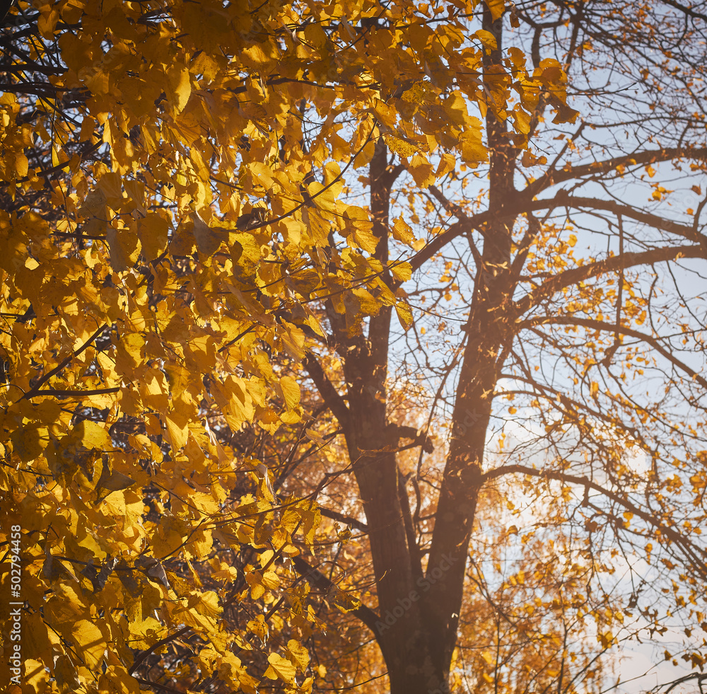 Autumn tree illuminated by sunlight. Autumn tree illuminated by sunlight.