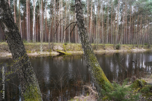 April in the Biebrza valley, two mossy birches