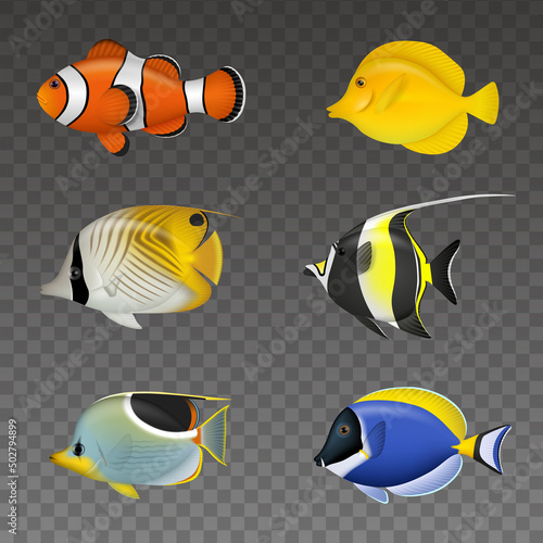 Set of isolated tropical fishes