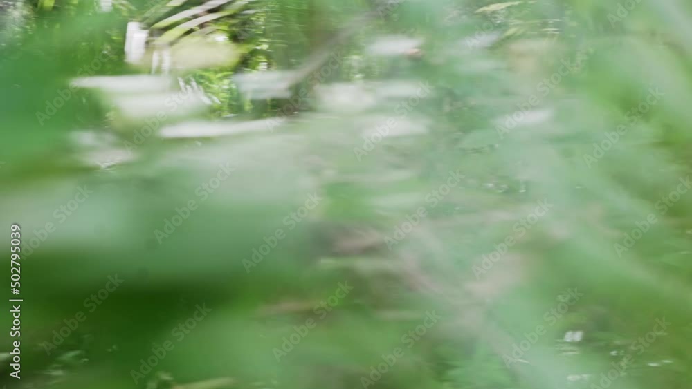 Active Young Asian Backpacker Running Across The Tropical Forest In The Philippines. Tracking Shot Active Young Asian Backpacker Running Across The Tropical Forest In The Philippines. Tracking Shot