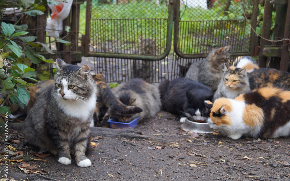 Hungry multicolored stray cats sit on the ground and eat cat food. Hungry multicolored stray cats sit on the ground and eat cat food.