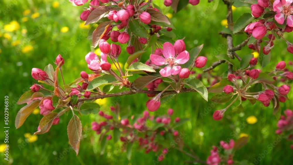 Pink cherry blossom branch, gently moving in the wind, selective focus, green grass in the background, slow motion. Pink cherry blossom branch, gently moving in the wind, selective focus, green grass in the background, slow motion.
