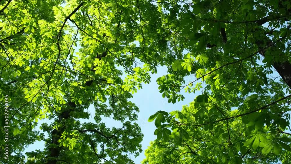 Chestnut trees slowly moving in the wind, springtime, bright green leaves, slow motion, low angle shot. Chestnut trees slowly moving in the wind, springtime, bright green leaves, slow motion, low angle shot.