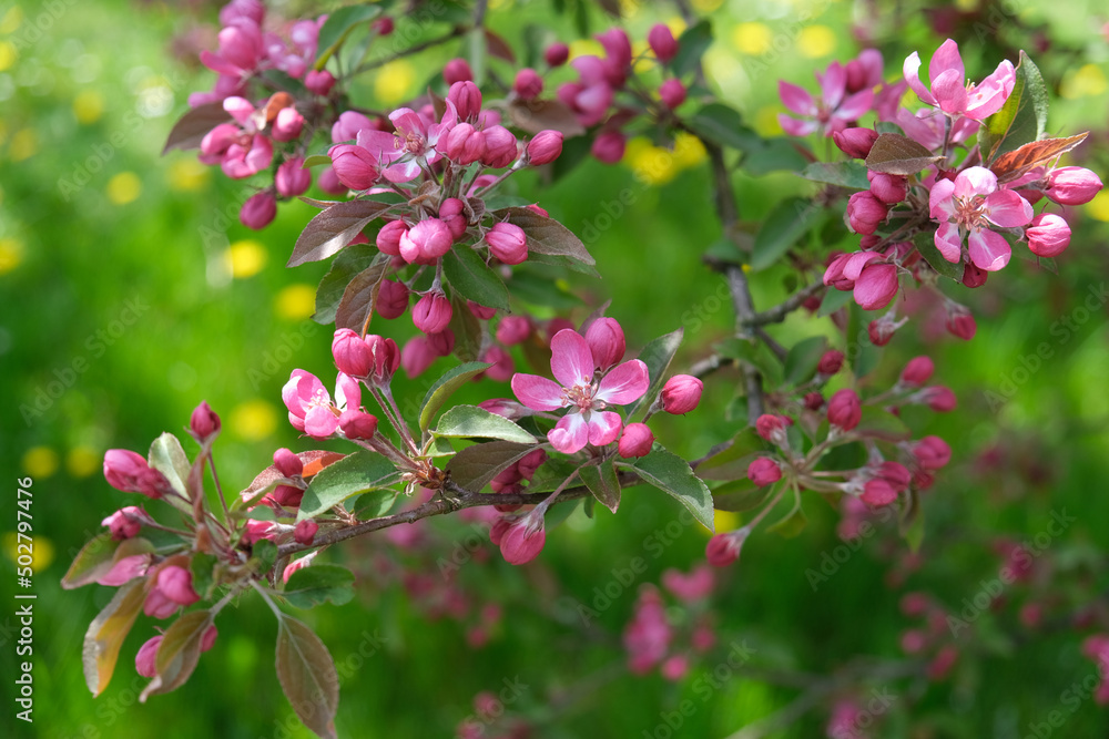 Cherry Blossom branch, selective focus, green grass in the background. Cherry Blossom branch, selective focus, green grass in the background.