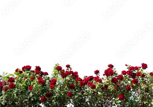 Fototapeta Naklejka Na Ścianę i Meble -  Red rose bush frame isolated on white, copy space, ideal for greeting cards and banner, graphic design, clipping path