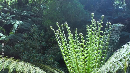 Wilderness of Australia rainforest nature. Fern tree under sunlight photo