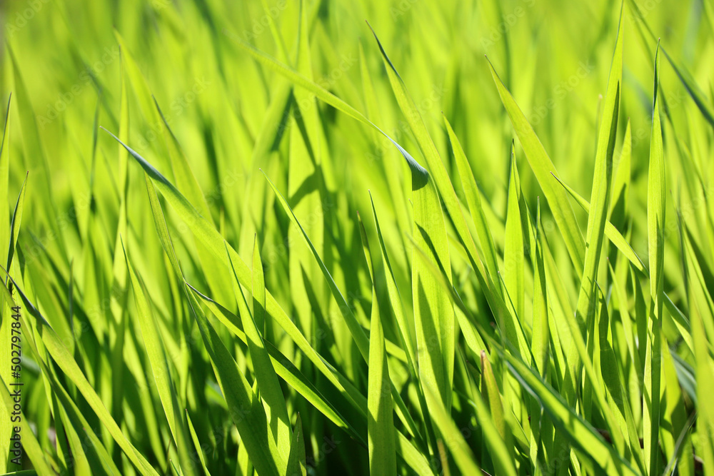 Green grass in sunlight, blurred background. Fresh spring nature, sunny meadow Green grass in sunlight, blurred background. Fresh spring nature, sunny meadow