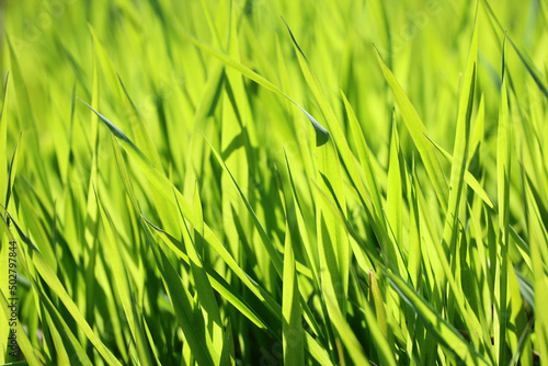 Green grass in sunlight, blurred background. Fresh spring nature, sunny meadow