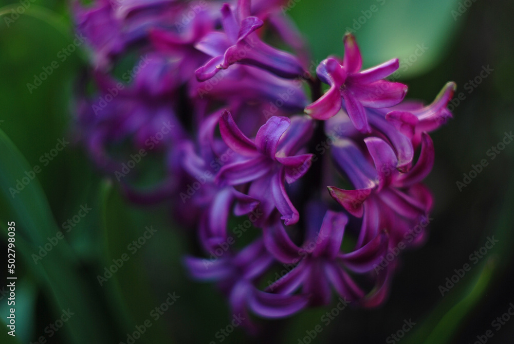 close up of a purple flower close up of a purple flower
