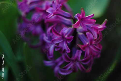 close up of a purple flower