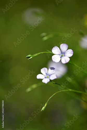 Fleur sauvage macro - prairie campagne Ariège