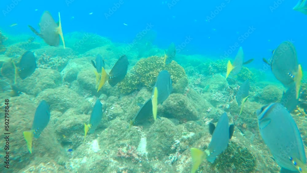 UNDERWATER: Shoal of razor surgeonfish swimming in tropical reef ecosystem. Follow shot of a flock of razor surgeonfish in their natural habitat. Underwater wildlife in exotic ocean waters. UNDERWATER: Shoal of razor surgeonfish swimming in tropical reef ecosystem. Follow shot of a flock of razor surgeonfish in their natural habitat. Underwater wildlife in exotic ocean waters.