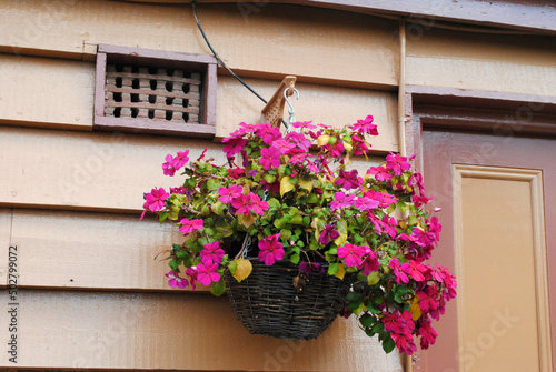 Colourful Flowers in Outdoor Hanging Basket beside Timber Wall 