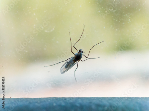 small insect on glass mosquito macro  © Aoda Keradai