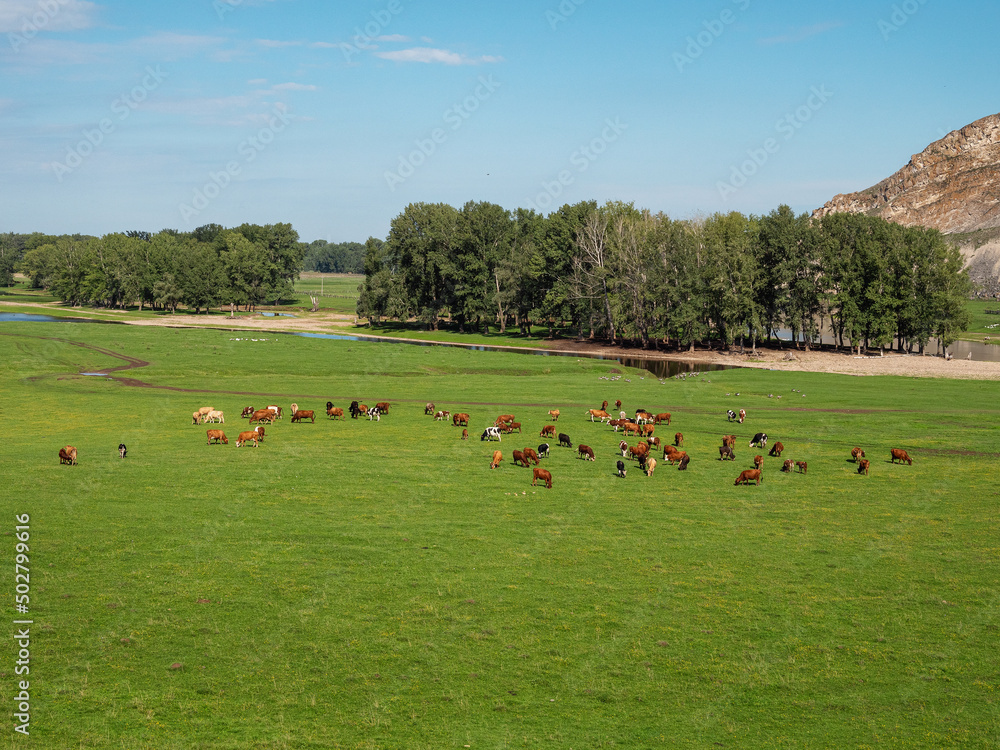 Southern Urals in summer. A herd of cows in a pasture. Southern Urals in summer. A herd of cows in a pasture.