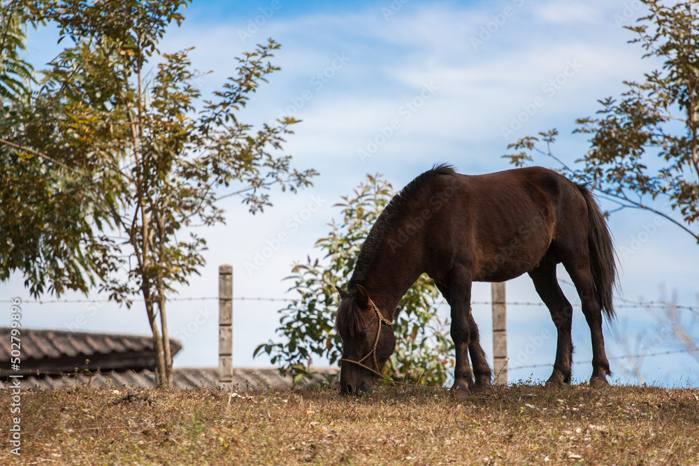 Horse in the nature farm