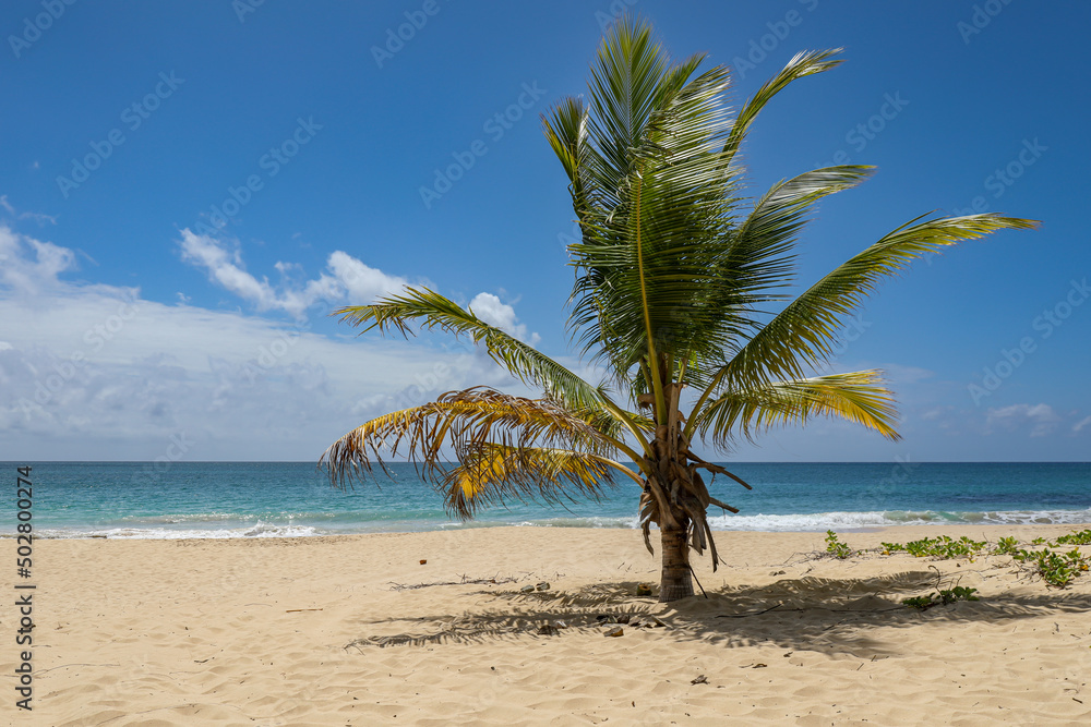 Salines beach, Sainte-Anne, Martinique, French Antilles Salines beach, Sainte-Anne, Martinique, French Antilles