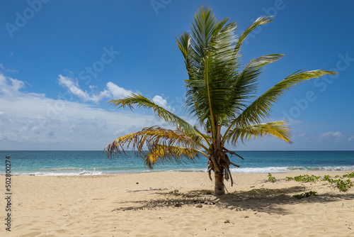 Salines beach  Sainte-Anne  Martinique  French Antilles