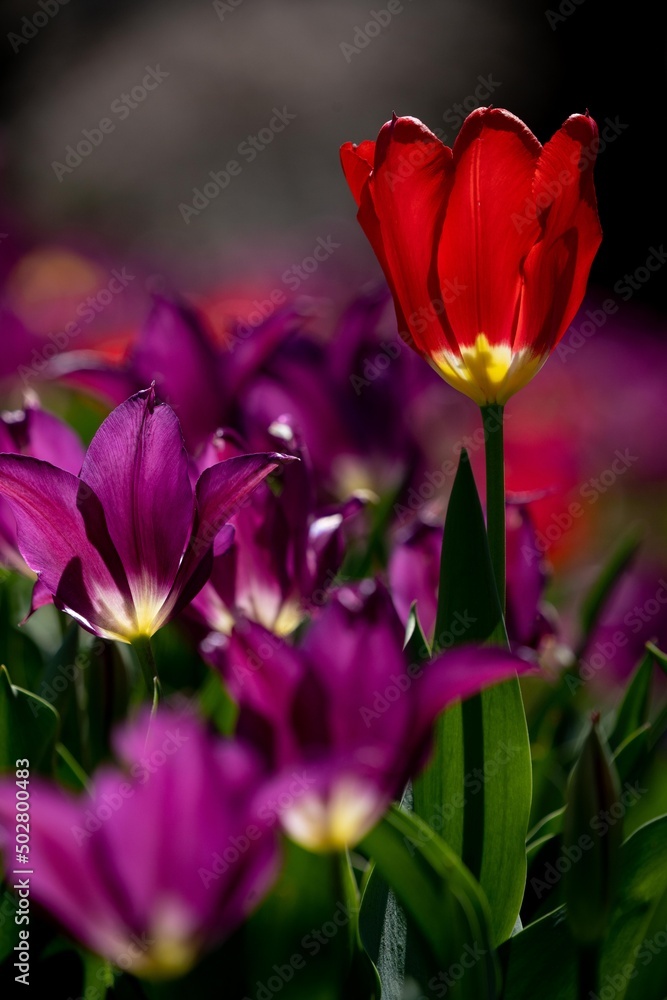 Fototapeta premium Purple and red Tulips