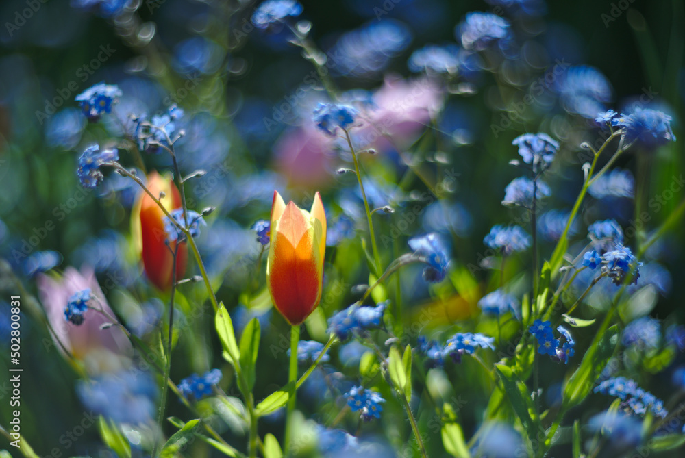 View of delicate yellow-red tulips on blurry background of blue forget-me-not flowers.Helios bokeh. Focus on tulip. Copy space. 