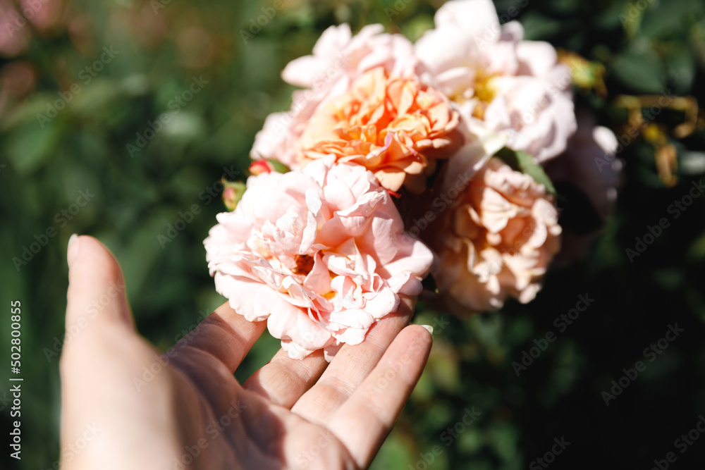 Woman hand holding pink rose flowers in rockery in summer time. Gardener worker cares about flowers in flower garden. Floriculture hobby and flower planting cultivating concept. Woman hand holding pink rose flowers in rockery in summer time. Gardener worker cares about flowers in flower garden. Floriculture hobby and flower planting cultivating concept.