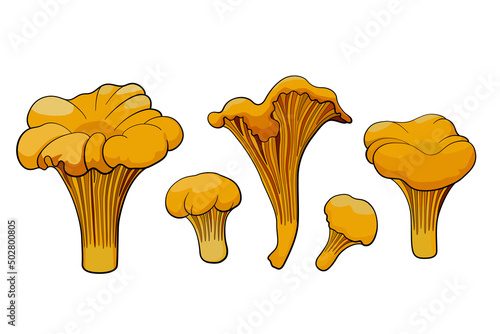 chanterelle mushrooms