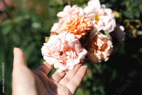Woman hand holding pink rose flowers in rockery in summer time. Gardener worker cares about flowers in flower garden. Floriculture hobby and flower planting cultivating concept. © Юлия Завалишина